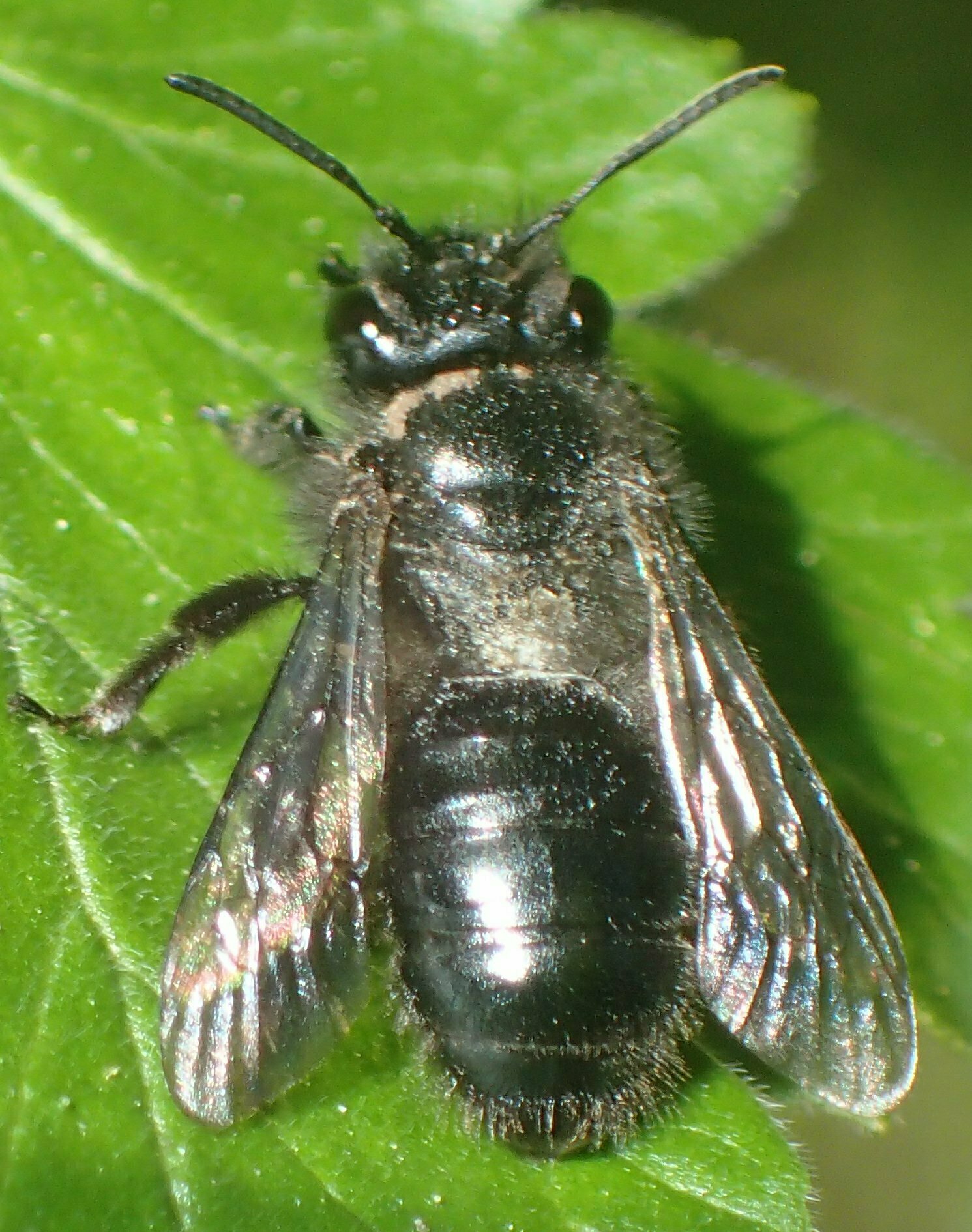 High Resolution Andrena sp. Animal